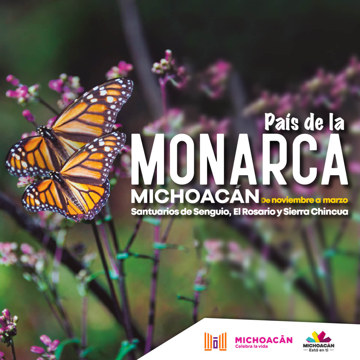 mariposamonarca