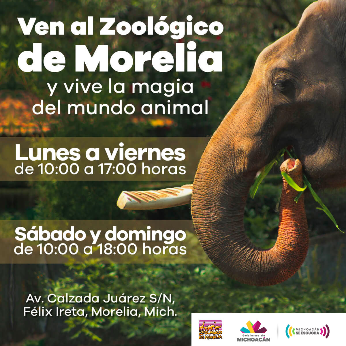 zoologico-morelia