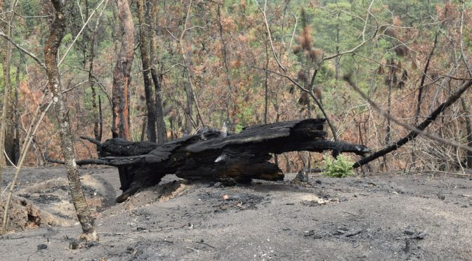 Gem Michoac N Redujo La Superficie Afectada Por Incendios